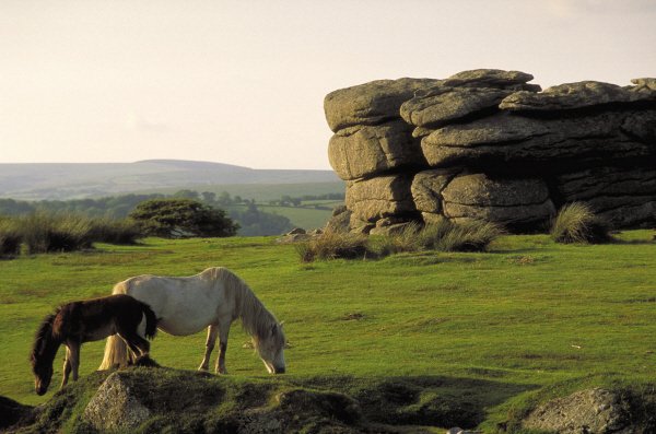 Dartmoor pony's